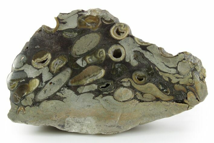 Polished Fossil Teredo (Shipworm Bored) Wood - England #351115
